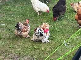 Supplier’s of fresh eggs for daily breakfasts.