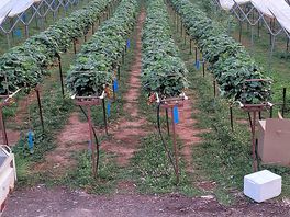 Strawberries 🍓