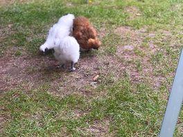 The hens!
