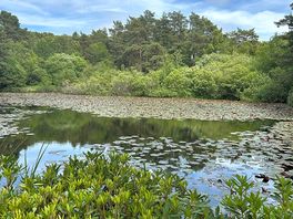 Lake view