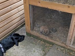 Rabbit
