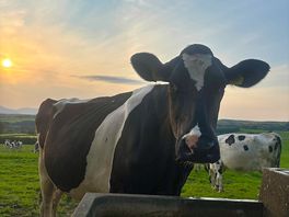Moo cow