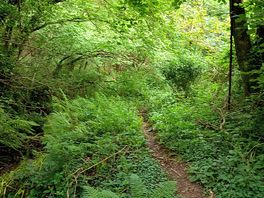The woodland walk