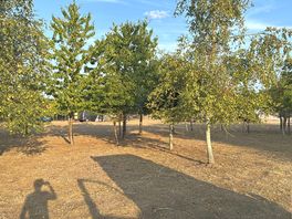 Across the orchard