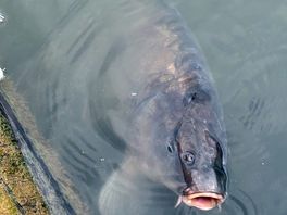 Fish in the lake