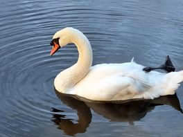 Swans outside the window