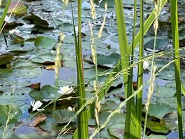 Lily pond close up