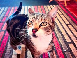 Farm cat manning the reception