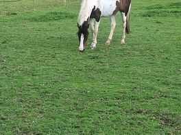 Local horses