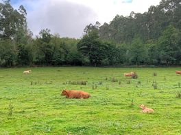 Granja casecha