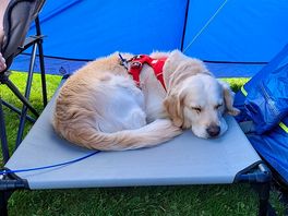 Our dog all curled up for his first evening. very comfortable.