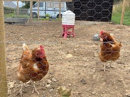 Chickens