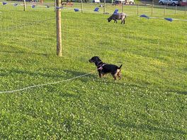 The dog was happy too
