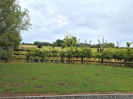 Cows!