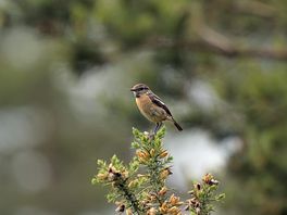 Bloxworth heath stonechat