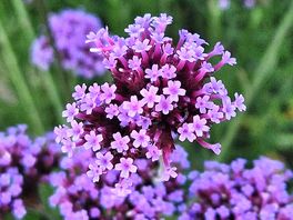 Lovely flowers garden