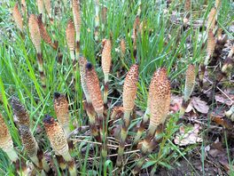 Strange woodland plants