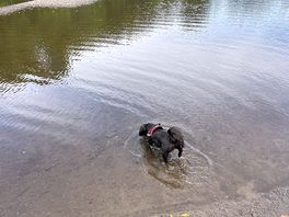 Great for dogs