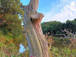 Lakeview trees