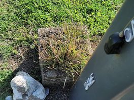 Dead plants