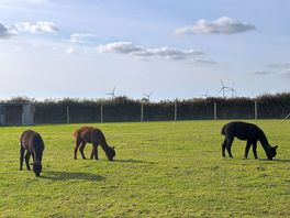Alpacas