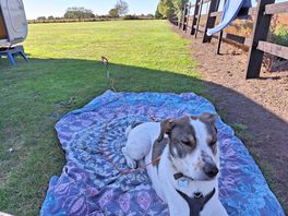 It's a dogs life!