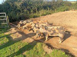 Pigs were entertaining and educational in equal measure