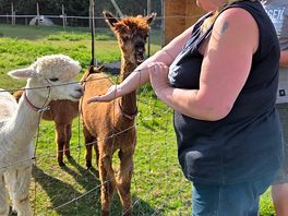 Alpaca heaven