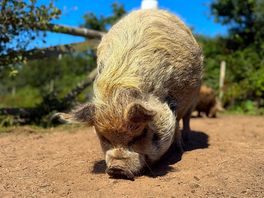 Campsite pigs