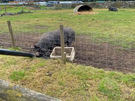 Pig