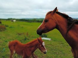 Spirit and her mum.