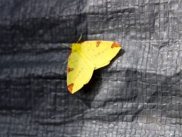 Moth