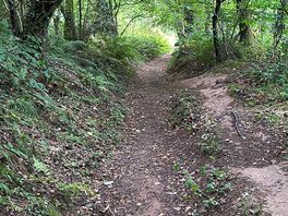 Woodland walk