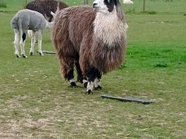 Even more llamas