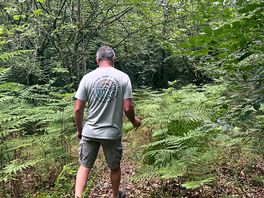 Woodland walk