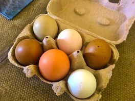 Fresh eggs