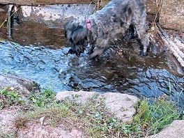 Fun for the doggo!