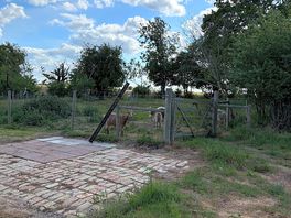Goats onsite