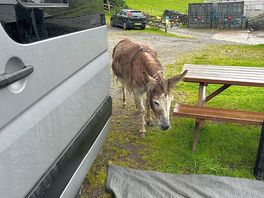 Farmyard friends