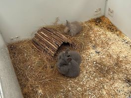 Baby rabbits also to pet and possibly take home