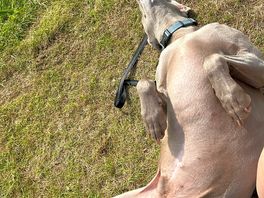 Relaxed doggy
