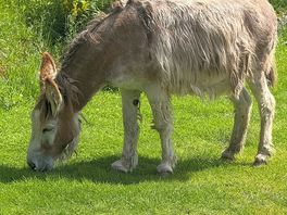 Friendly donkey