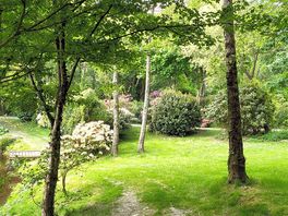 Gorgeous rhododendrons in full bloom within site