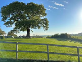 Oak tree and countryside