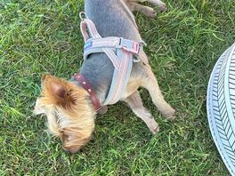 My dog who loved this place too