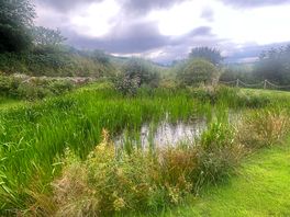 Wildlife pond