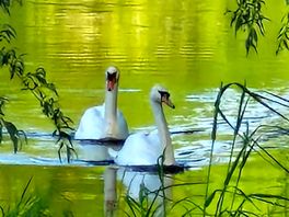 Wildlife