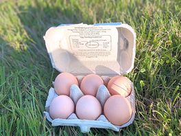 Fresh eggs from their chickens