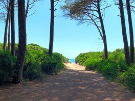 Pinède proche camping mareblu