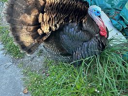 Gorgeous george the turkey